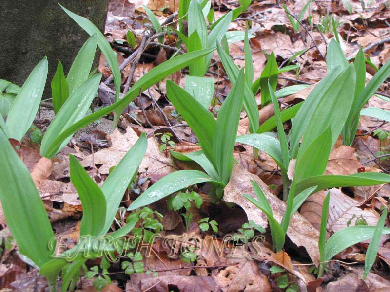 Wild Leek, Ramps / Allium tricoccum Photo