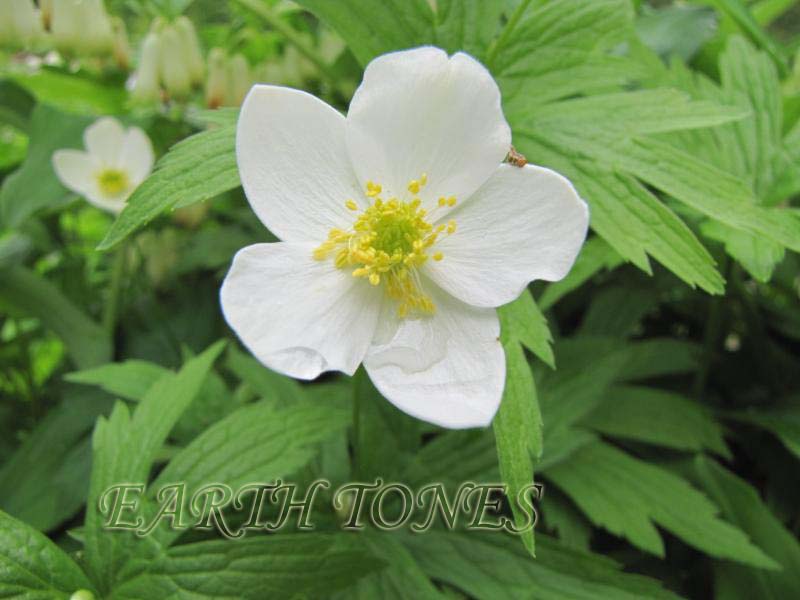 Meadow Anemone / Anemone canadensis Photo
