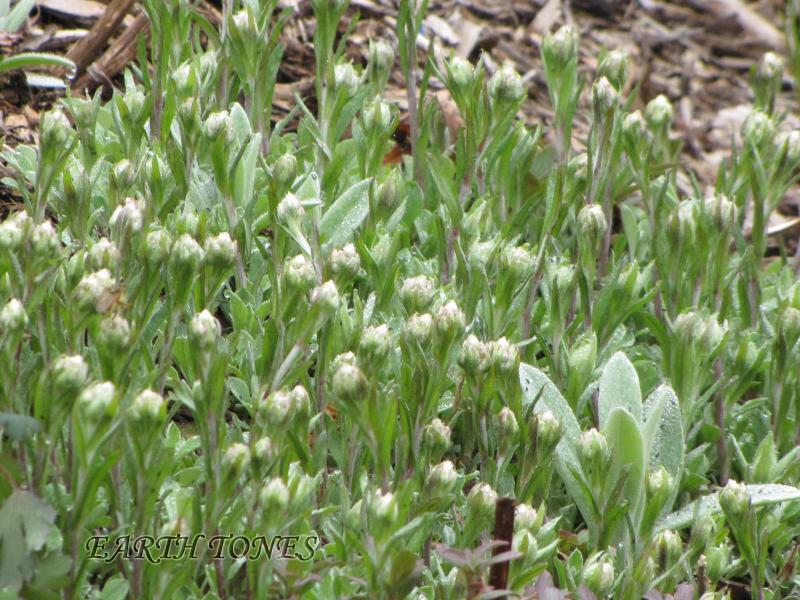 Field Pussytoes / Antennaria neglecta Photo