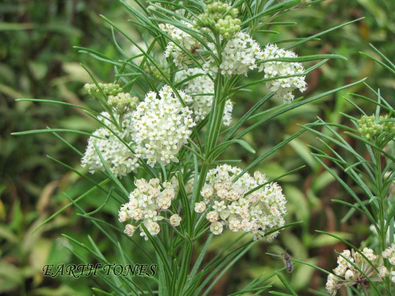 Whorl Milkweed / Asclepias verticillata Photo