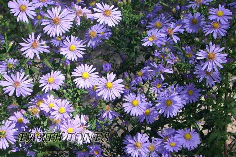 Smooth Aster / Symphyotrichum laeve (Aster laevis)  Photo