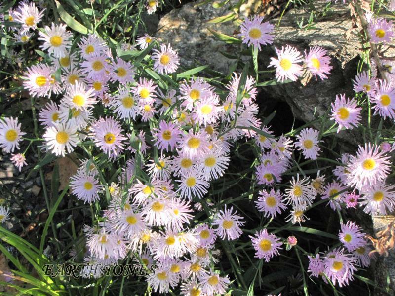 Thousand Flower Aster / Boltonia asteroides  Photo