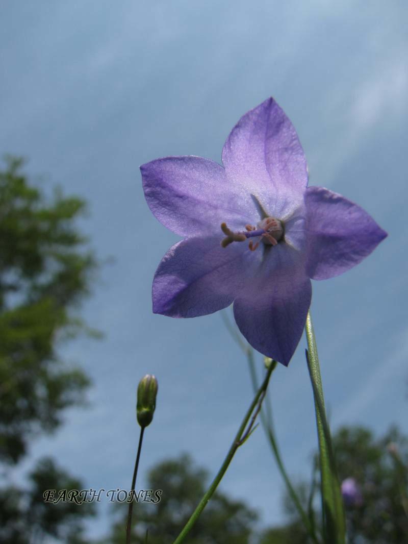 Harebell/Bluebell / Campanula rotundifolia Photo
