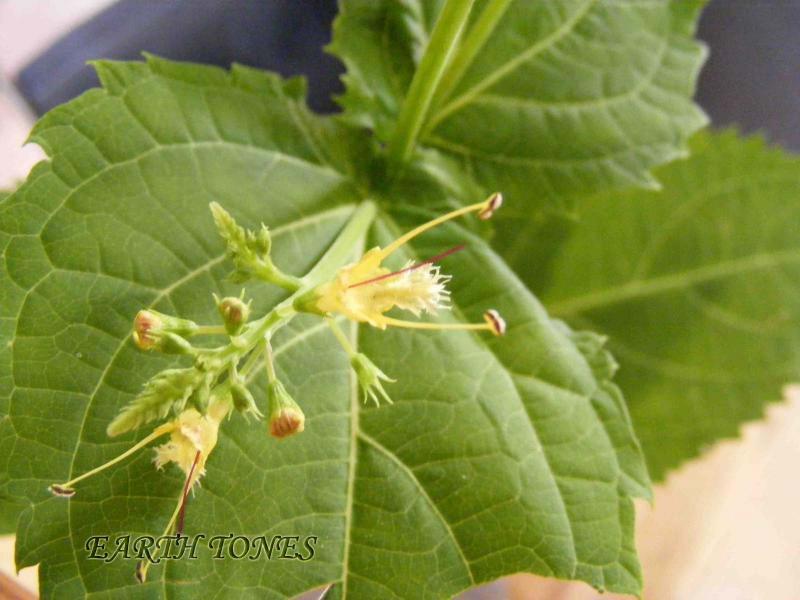 Horse Balm or Mint / Collinsonia canadensis Photo