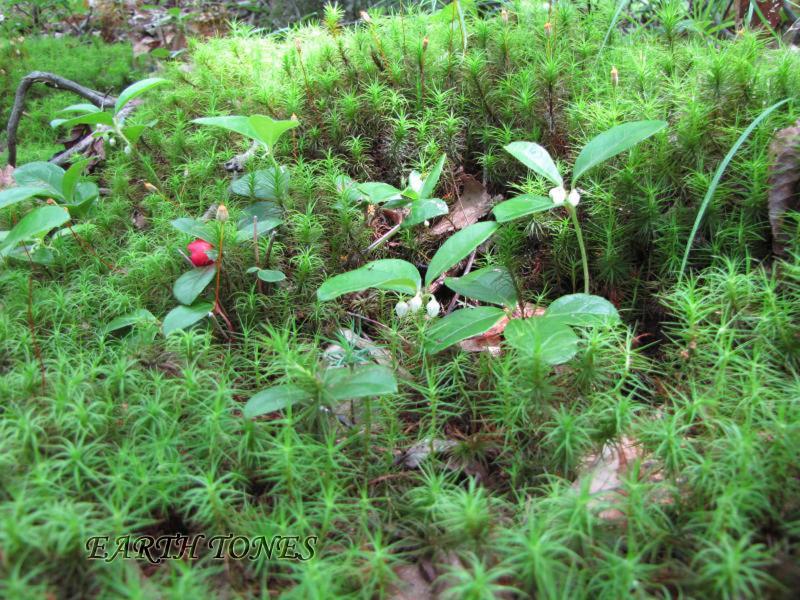 Wintergreen / Gaultheria procumbens Photo