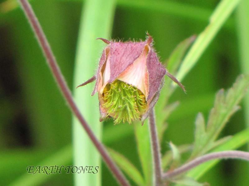 Water Avens / Geum rivale Photo