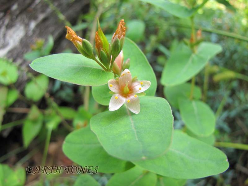 Marsh St. John's Wort / Hypericum virginicum (Triadenum virginicum) Photo