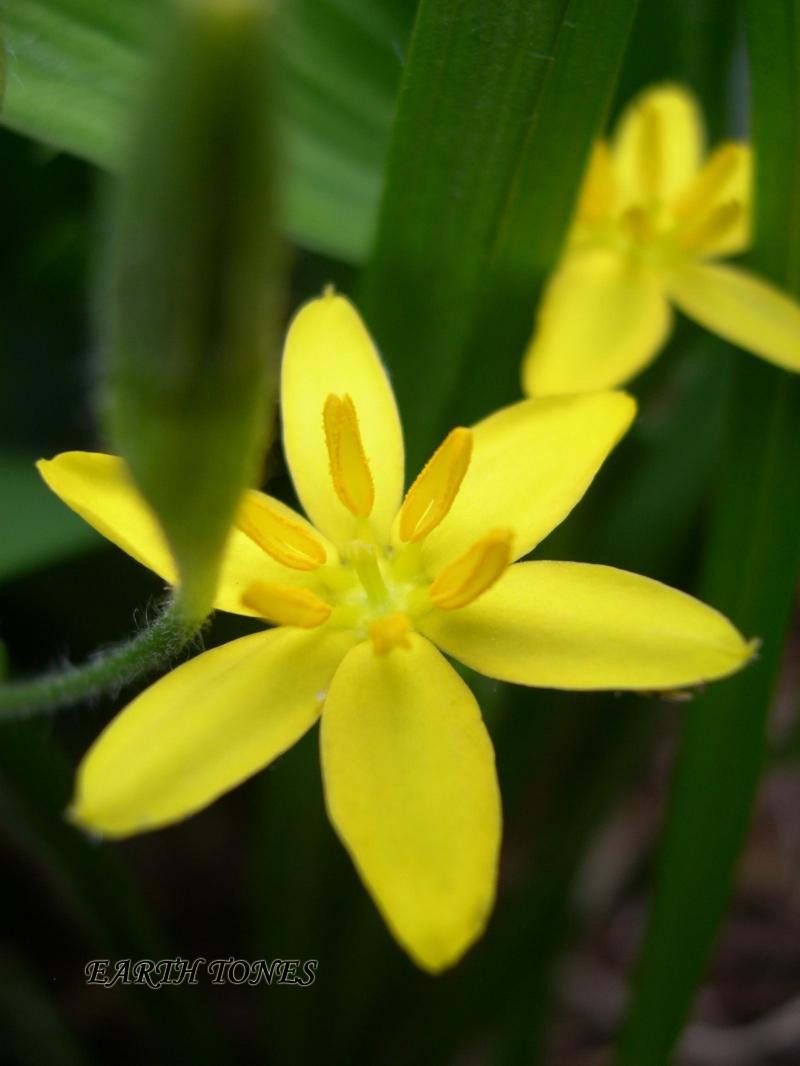Yellow Stargrass / Hypoxis hirsuta Photo