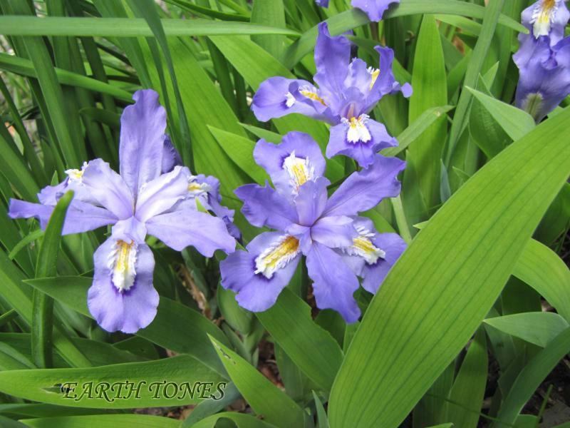 Wood Iris / Iris cristata Photo