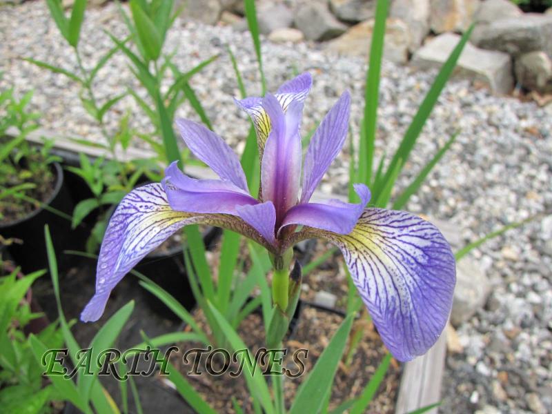 Blue Flag Iris / Iris versicolor Photo