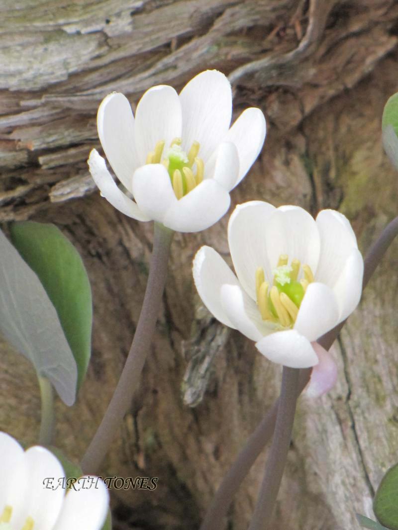 Twinleaf / Jeffersonia diphylla Photo