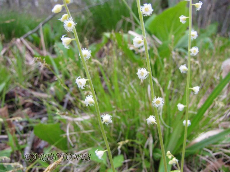 Mitterwort, Fairy Cup / Mitella diphylla Photo