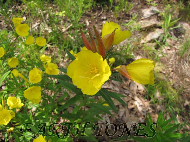 Sundrops / Oenothera fruticosa Photo