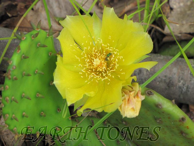 Prickly Pear Cactus / Opuntia humifusa Photo