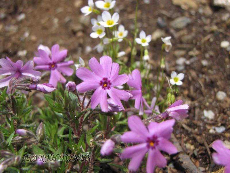 Creeping Phlox Lavender/Pink / Phlox subulata Lavender and Pink Photo