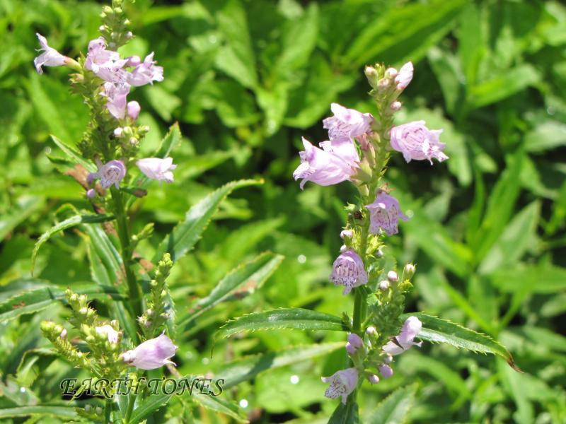 Pink Obedient Plant / Physostegia virginiana pink  Photo