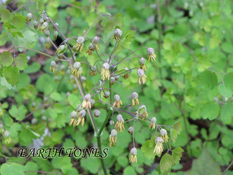 Early Meadow Rue / Thalictrum dioicum Photo