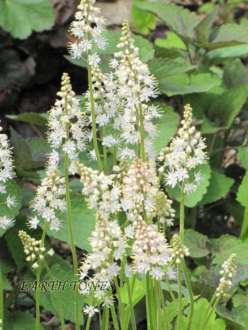 Foam Flower / Tiarella cordifolia Photo
