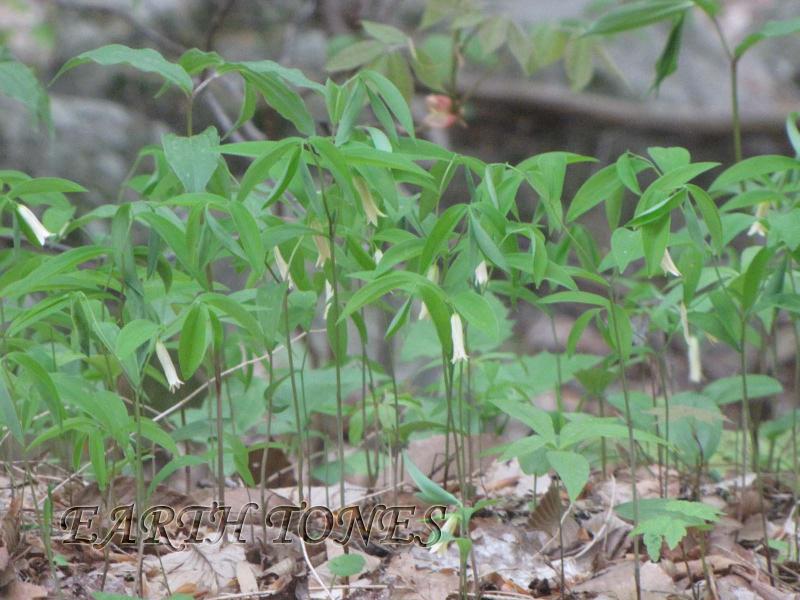 Sessile-leaf Bellwort / Uvularia sessilifolia Photo