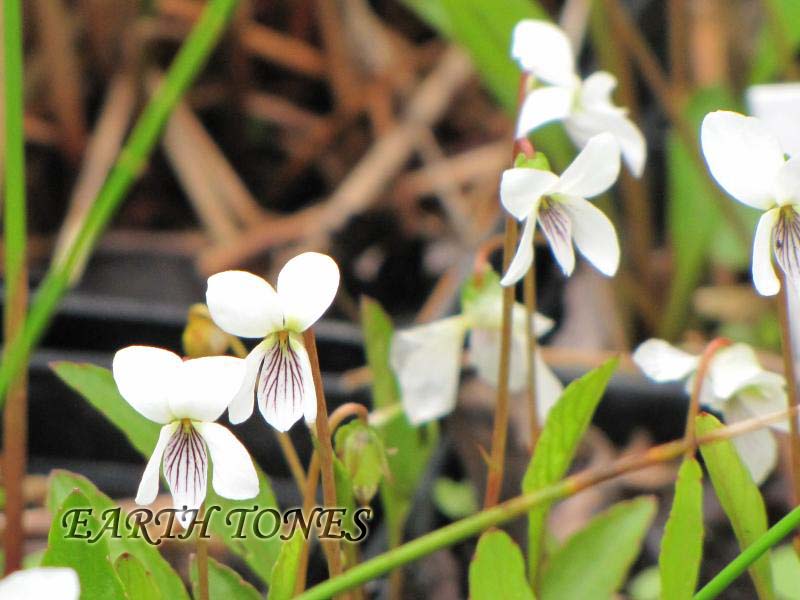 Bog White or Lance-leaved Violet / Viola lanceolata Photo