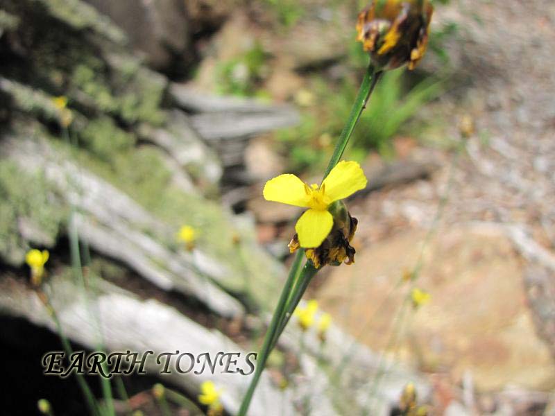 Bog Yellow-Eyed Grass / Xyris difformis Photo