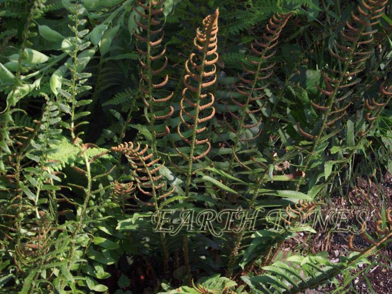 Christmas fern / Polystichum acrostichoides Photo