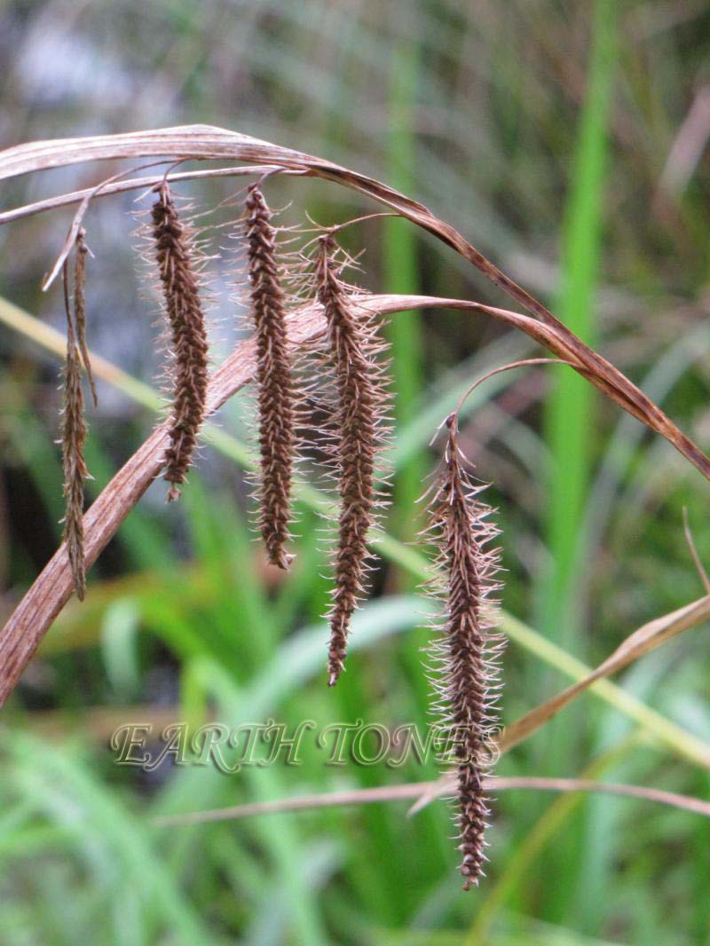 Fringed Sedge / Carex crinita Photo