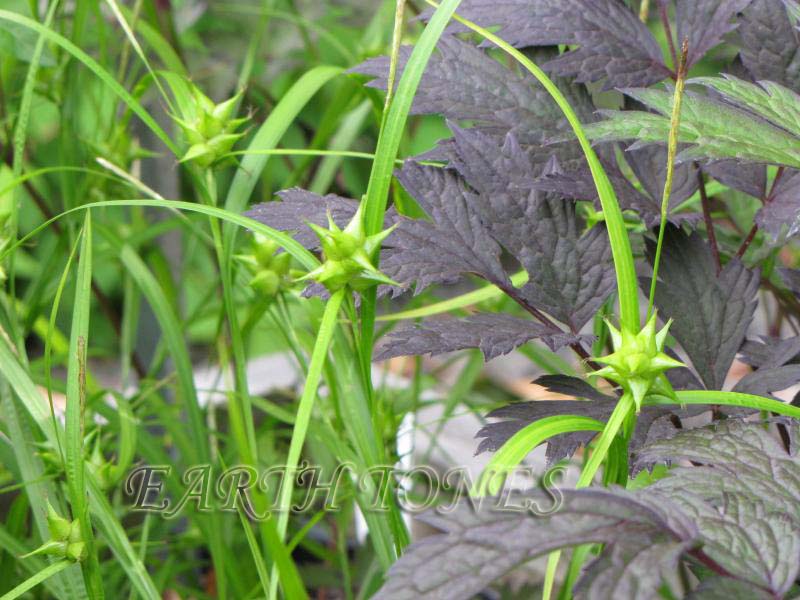 Gray or Mace Sedge / Carex grayi Photo