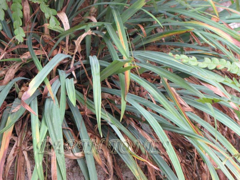 Spreading Sedge / Carex laxiculmis Photo