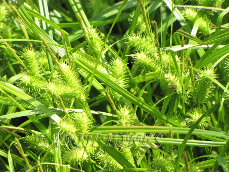 Lurid Sedge / Carex lurida Photo