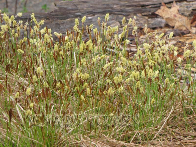 Pennsylvania Sedge / Carex pensylvanica Photo