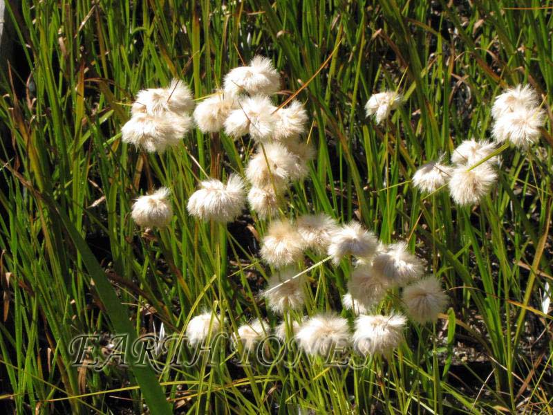 Cotton Grass / Eriophorum virginicum Photo