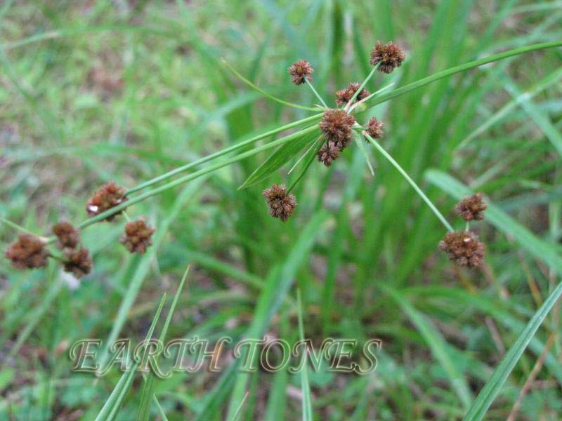 Willdenow, Black Bulrush / Scirpus atrovirens Photo
