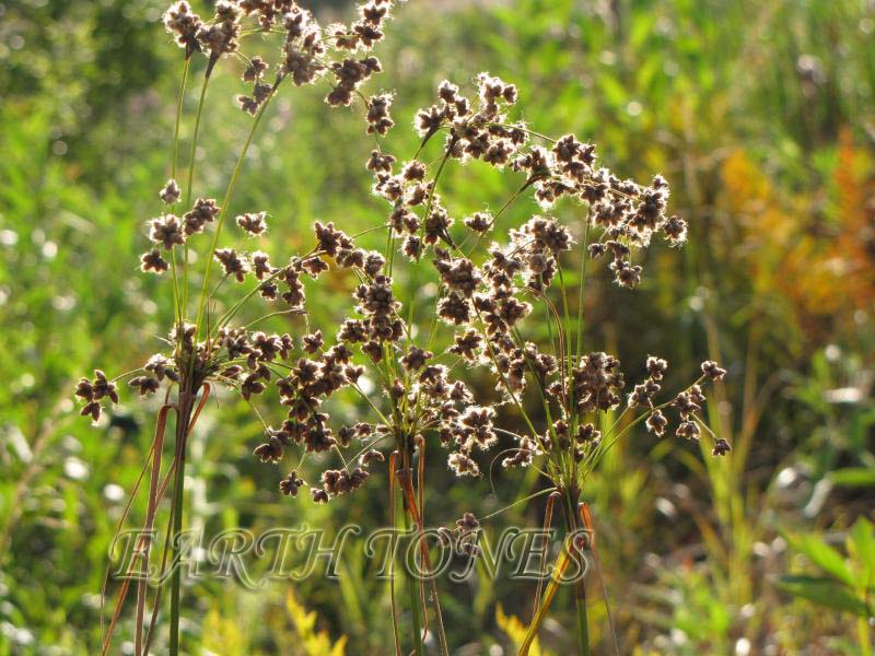 Wool Grass / Scirpus cyperinus Photo