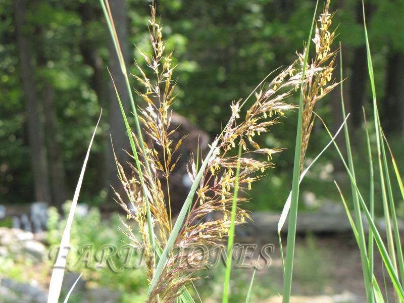 Indian Grass / Sorghastrum nutans Photo