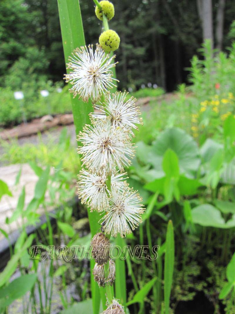 Bur-reed / Sparganium americanum Photo