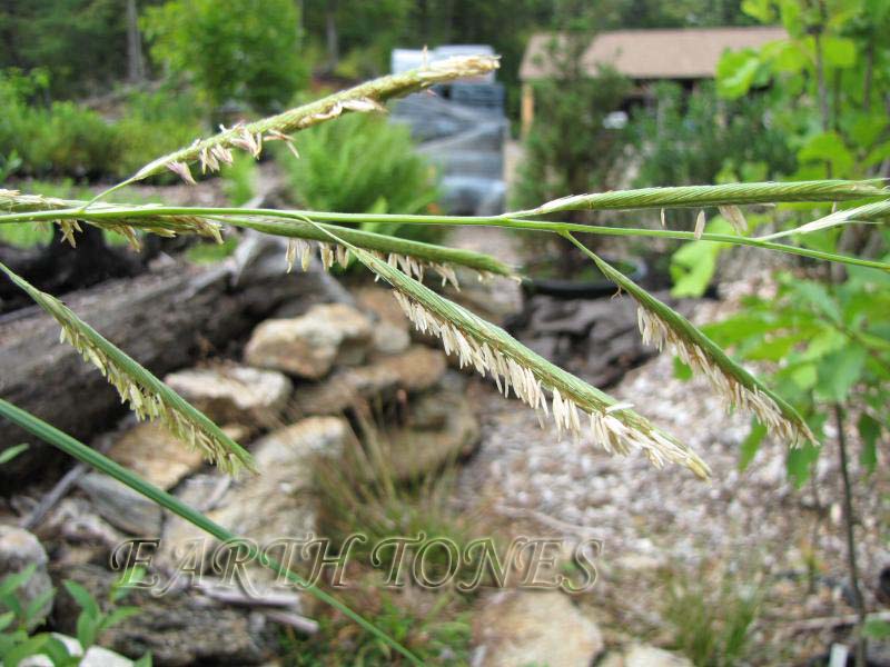 Prairie Cordgrass / Spartina pectinata Photo