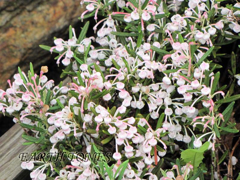 Bog Rosemary / Andromeda polifolia var. glaucophylla Photo