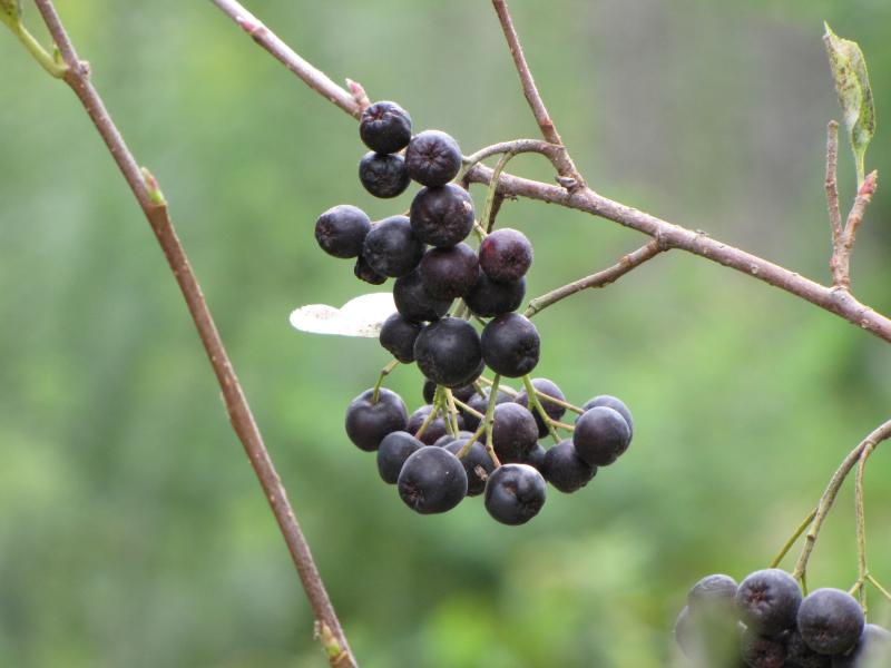 Black Chokeberry / Aronia melanocarpa (Photinia melanocarpa) Photo