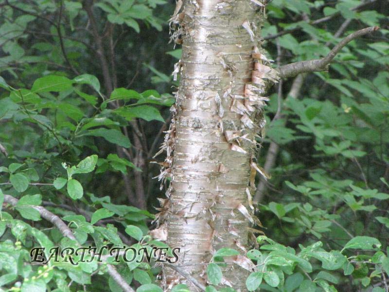 Yellow Birch / Betula alleghaniensis Photo