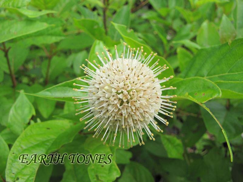 Button Bush / Cephalanthus occidentalis Photo