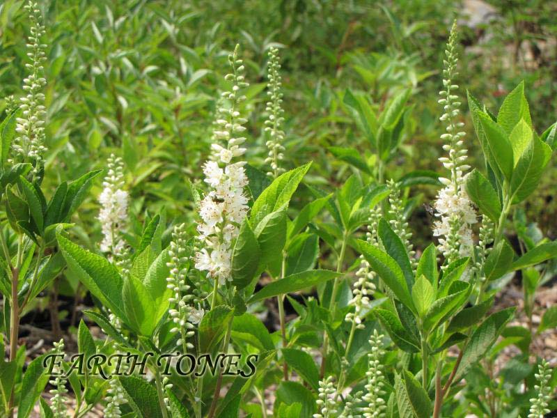 White or Pink Flowered Summer Sweet / Clethra alnifolia Photo