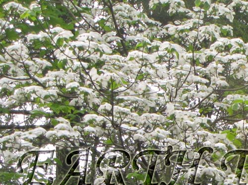 Flowering Dogwood / Benthamidia (Cornus) florida Photo