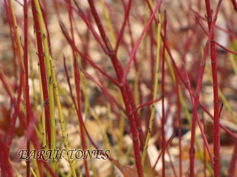 Red Twig Dogwood / Swida (Cornus) sericea Photo
