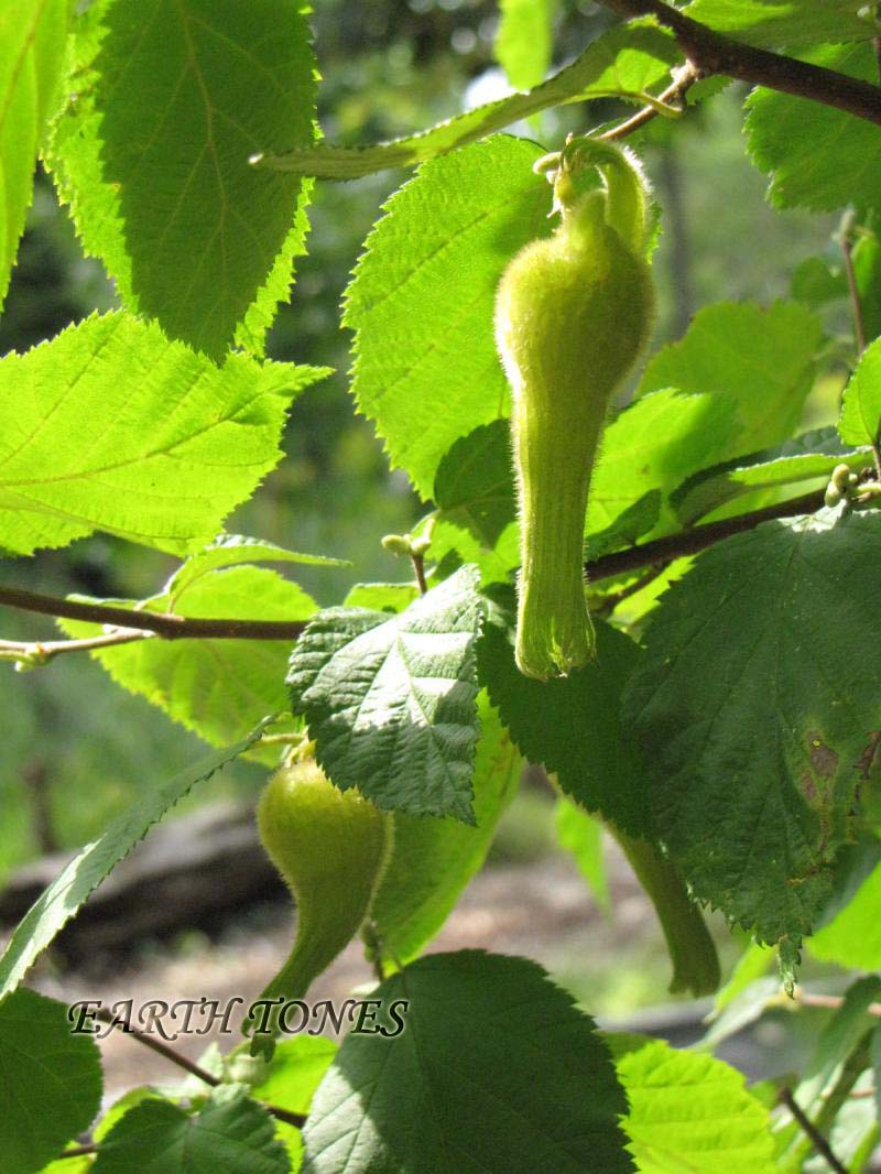 Beaked Hazelnut / Corylus cornuta Photo