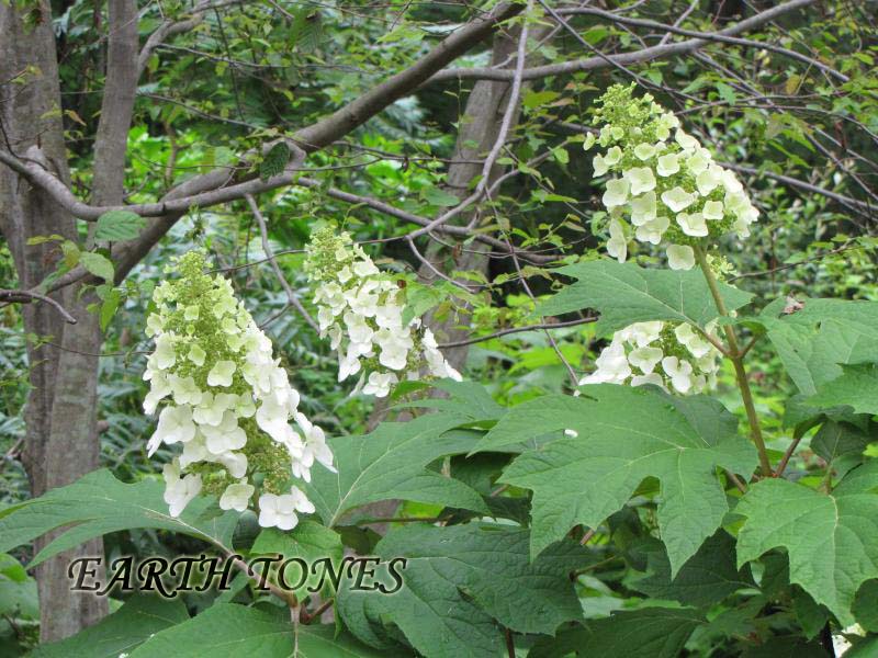 Oakleaf Hydrangea / Hydrangea quercifolia  Photo