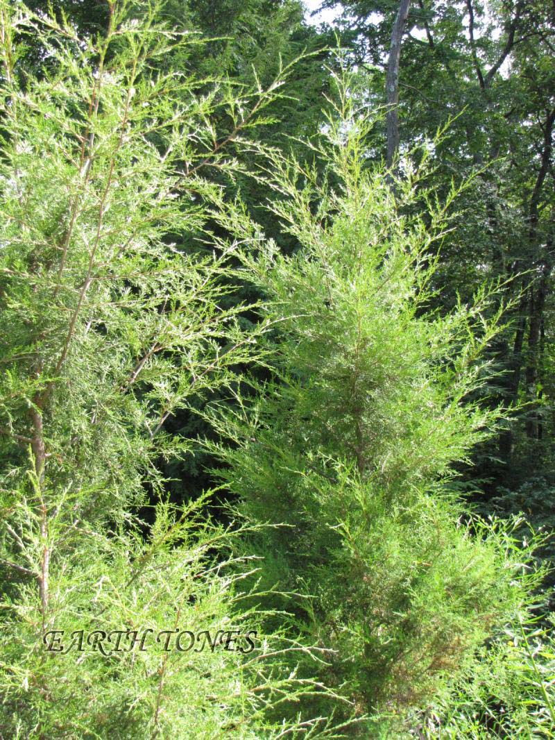 Easter Red Cedar / Juniperus virginiana Photo