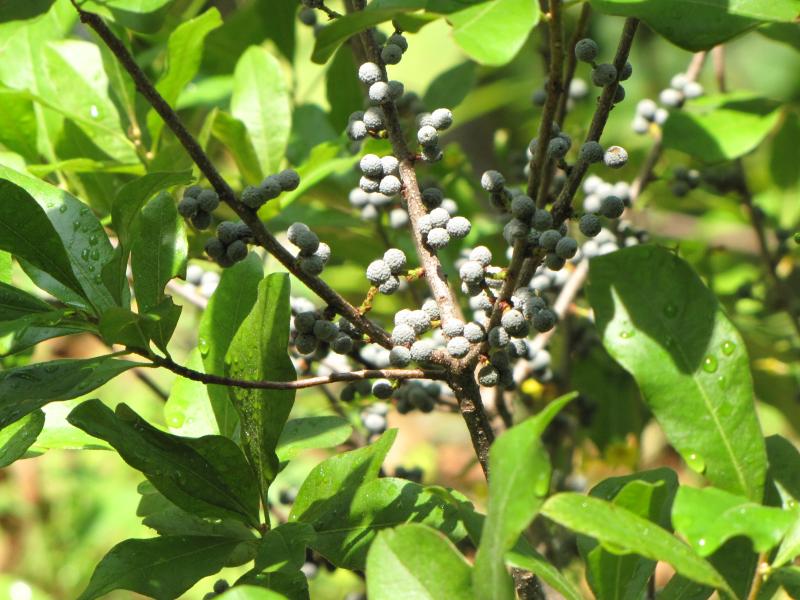 Northern Bayberry / Morella caroliniensis (Myrica pennsylvanica) Photo
