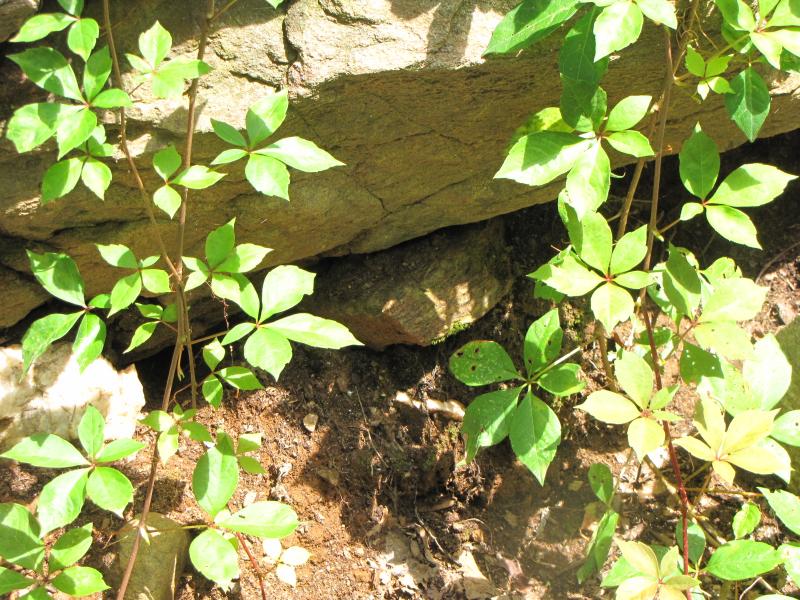 Virginia Creeper / Parthenocissus quinquefolia Photo