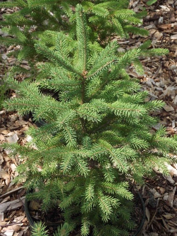 White Spruce / Picea glauca Photo